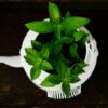 Peppermint Essential Oil - Refreshing energy and relief in every drop